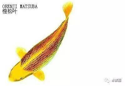 金色观赏鱼品种_金色观赏品种鱼图片_金色的鱼品种