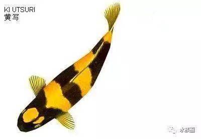 金色观赏鱼品种_金色观赏品种鱼图片_金色的鱼品种