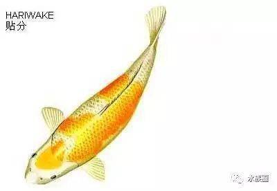 金色的鱼品种_金色观赏鱼品种_金色观赏品种鱼图片