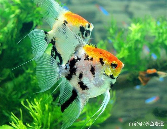 我们为何要养殖观赏鱼，大家都养过哪些有意思的鱼