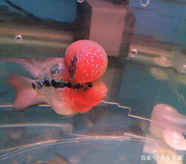 羅漢魚養殖經驗_觀賞魚是什么有多少個魚_觀賞魚養殖樂趣