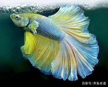 羅漢魚養殖經驗_觀賞魚養殖樂趣_觀賞魚是什么有多少個魚