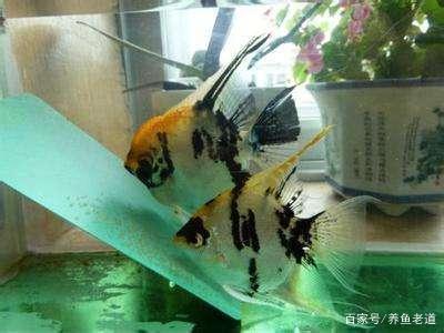 羅漢魚養殖經驗_觀賞魚是什么有多少個魚_觀賞魚養殖樂趣