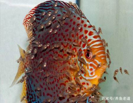觀賞魚是什么有多少個魚_羅漢魚養殖經驗_觀賞魚養殖樂趣