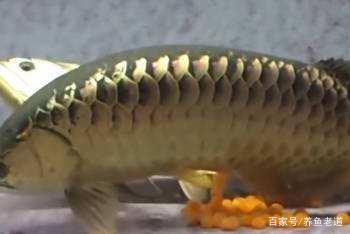 羅漢魚養殖經驗_觀賞魚是什么有多少個魚_觀賞魚養殖樂趣